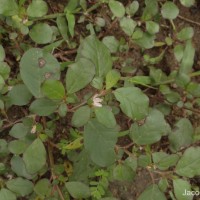 Trianthema portulacastrum L.